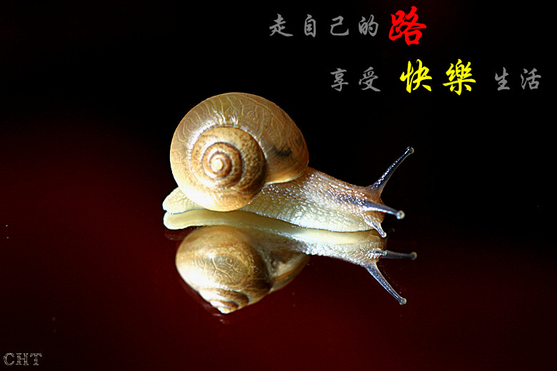 微距蜗牛