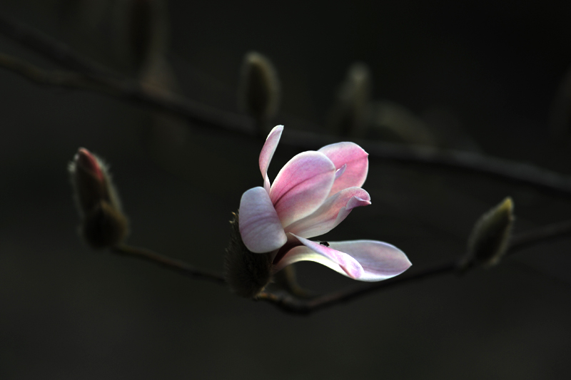 春色