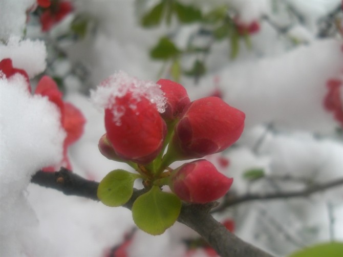 [原创]雪中争艳