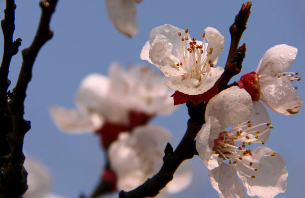 桃花与梨花