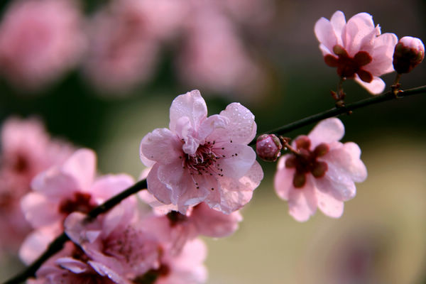 桃花与梨花
