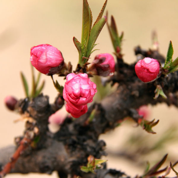 桃花与梨花