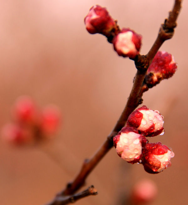 桃花与梨花