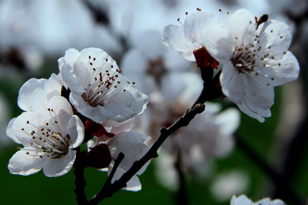桃花与梨花