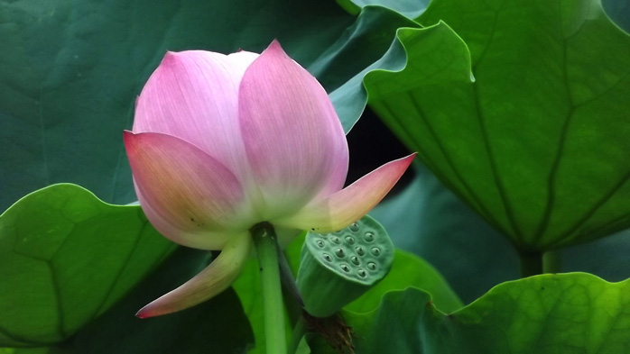锦里荷花