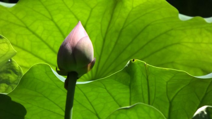 锦里荷花