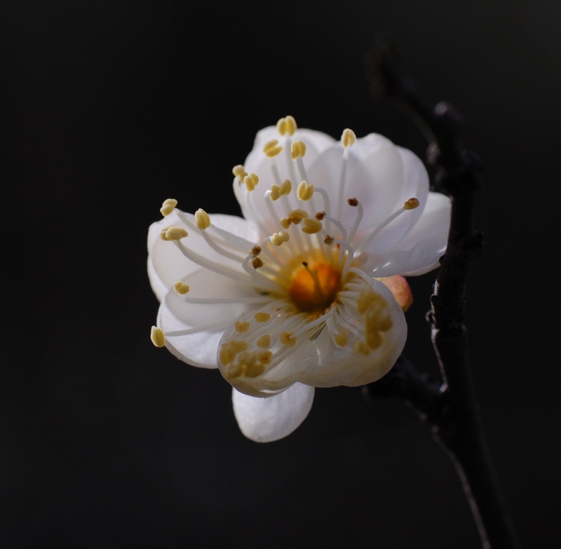 梅花初绽