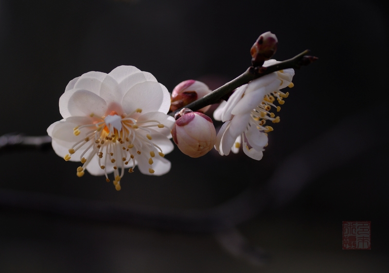 梅花初绽