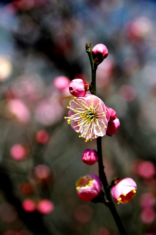 梅花盛艳