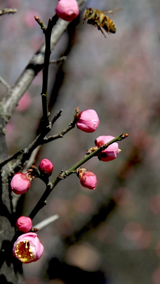 梅花盛艳