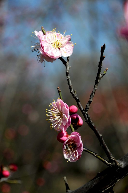 梅花盛艳