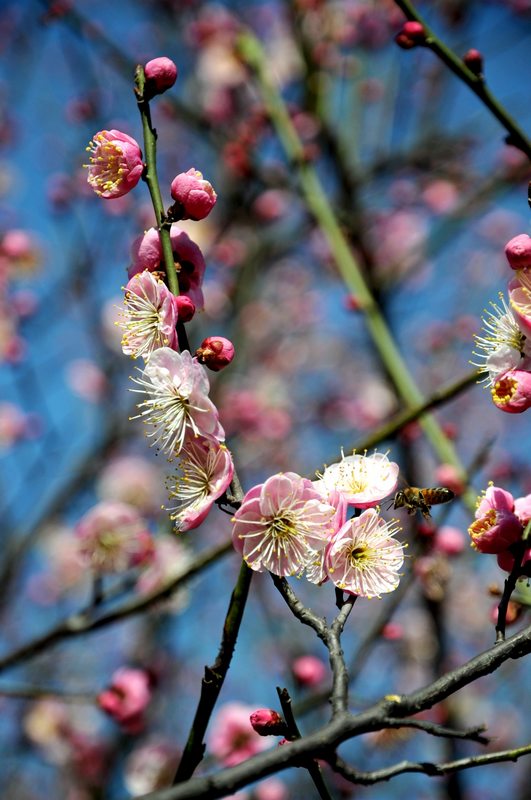 梅花盛艳