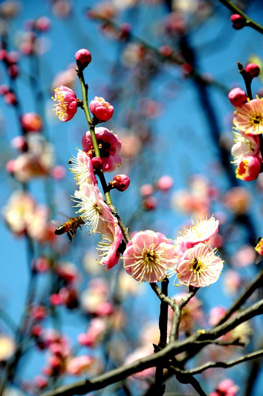 梅花盛艳