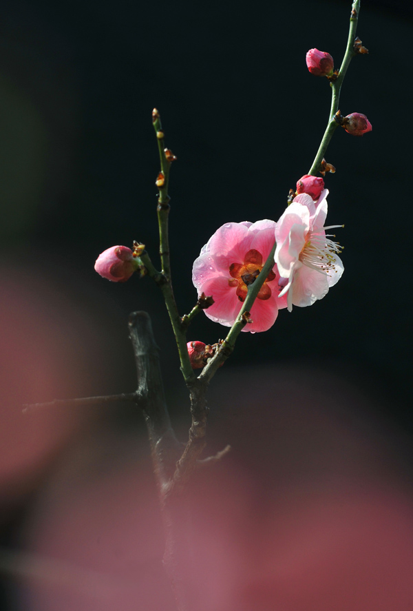 戚城又一春