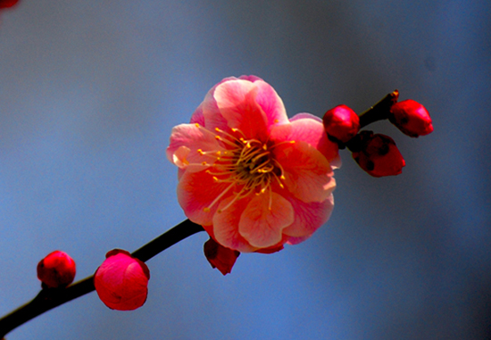 三月花开红艳艳
