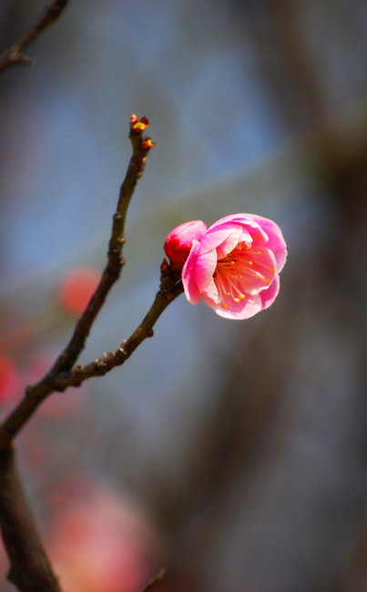 三月花开红艳艳