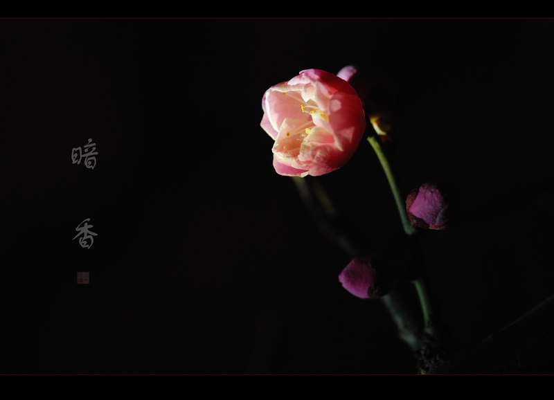 夜香梅