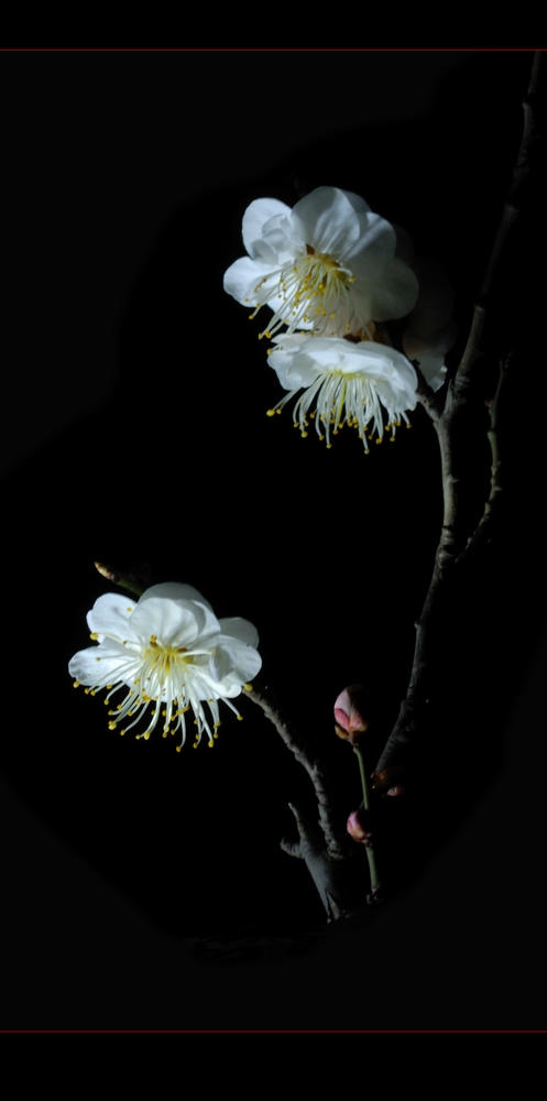夜香梅