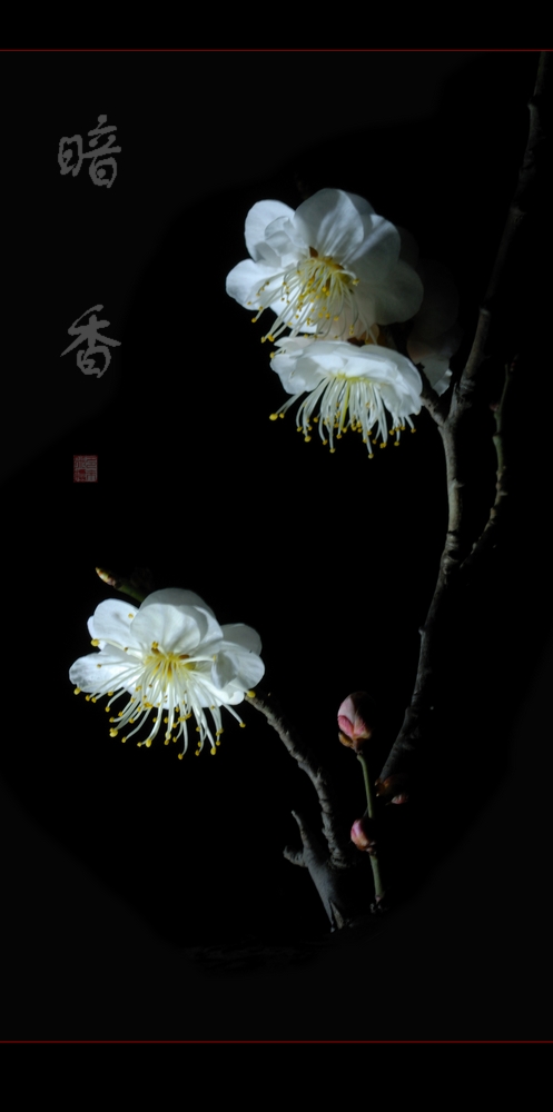 夜香梅