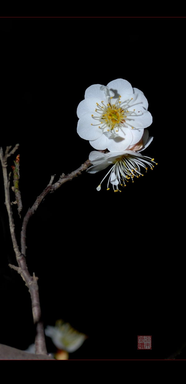 夜香梅