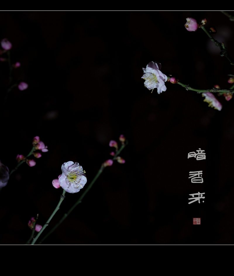 夜香梅