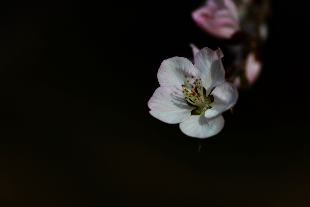 又见杏花出墙来