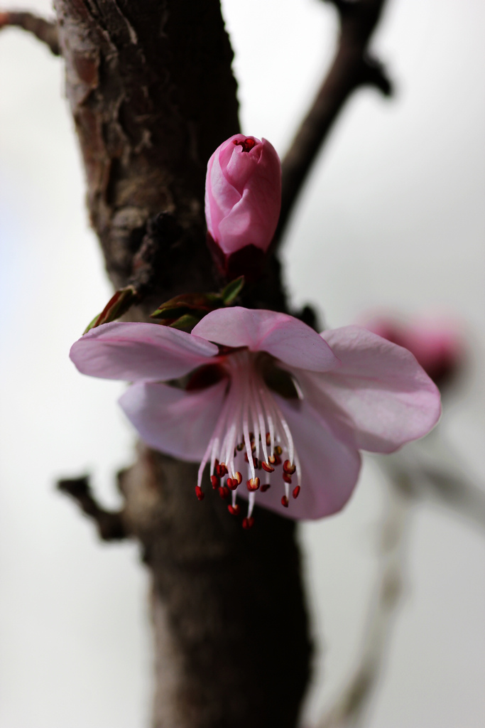 又见杏花出墙来
