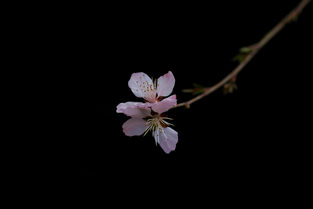 又见杏花出墙来