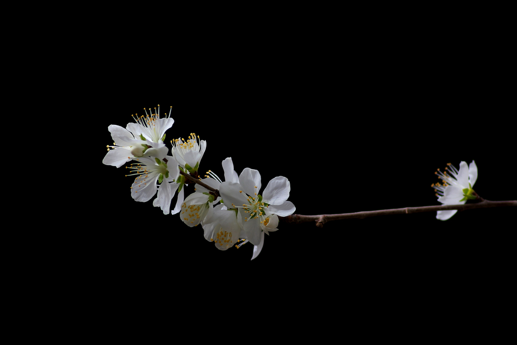 又见杏花出墙来