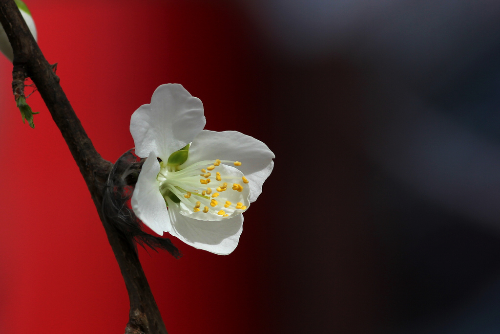 又见杏花出墙来