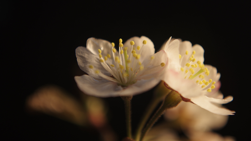 樱桃花开了