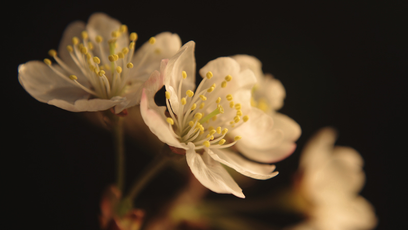 樱桃花开了