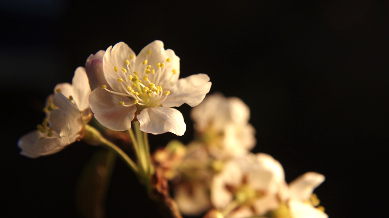 樱桃花开了