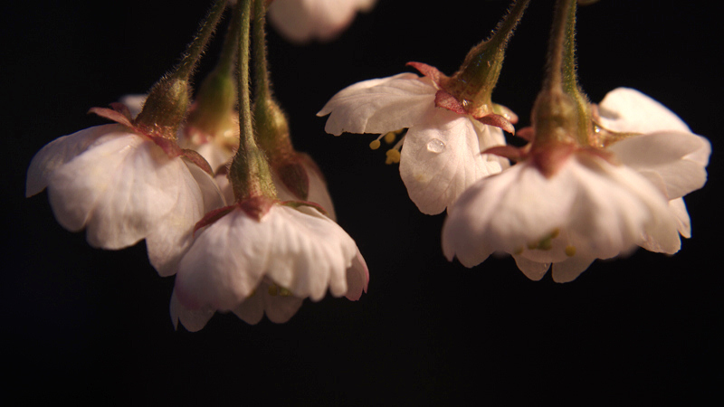 樱桃花开了