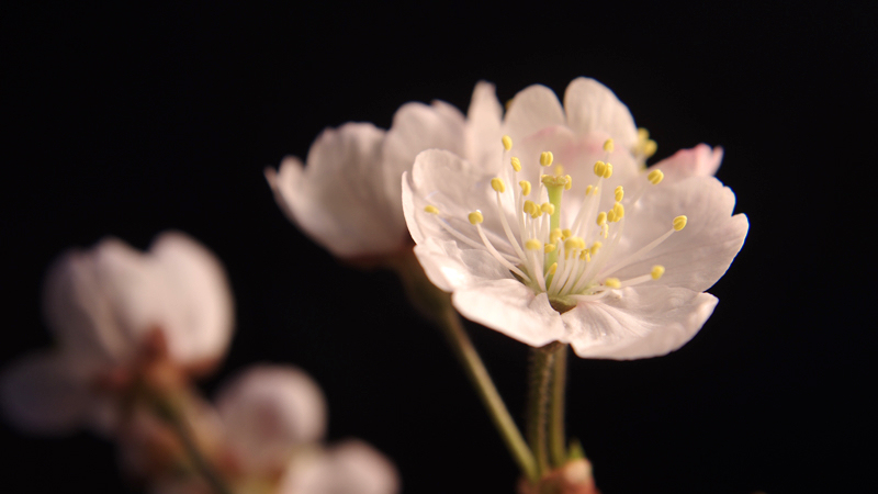 樱桃花开了