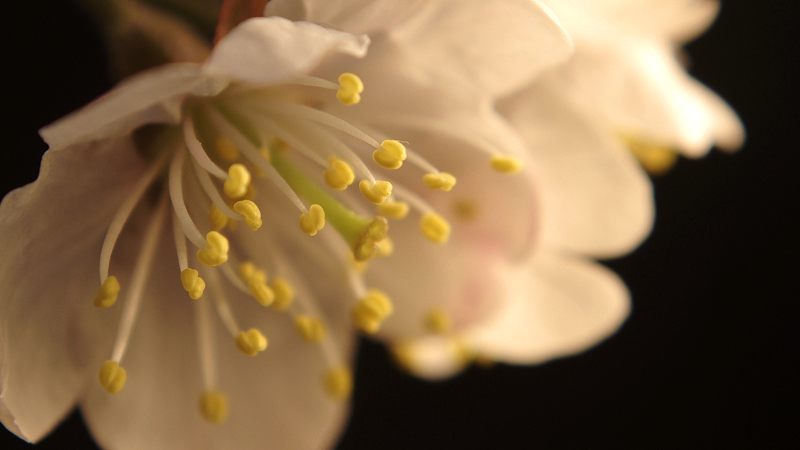 樱桃花开了