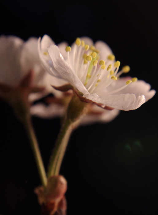 樱桃花开了