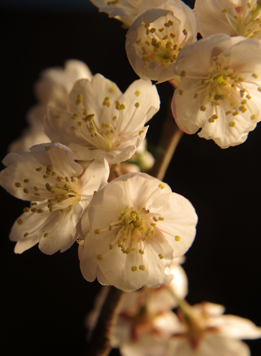 樱桃花开了