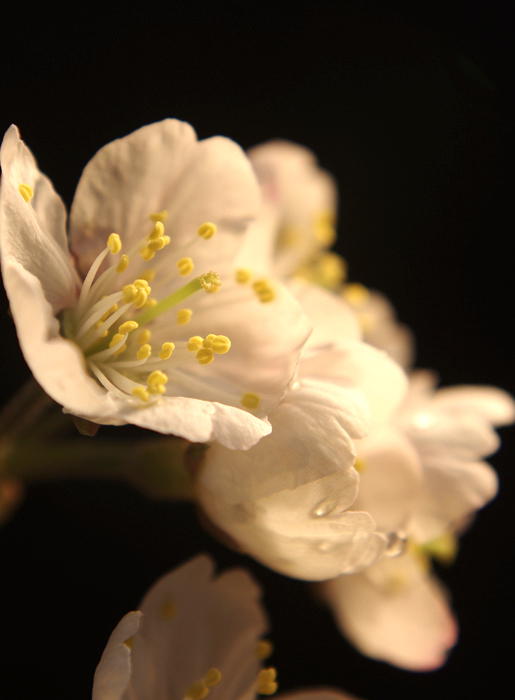 樱桃花开了