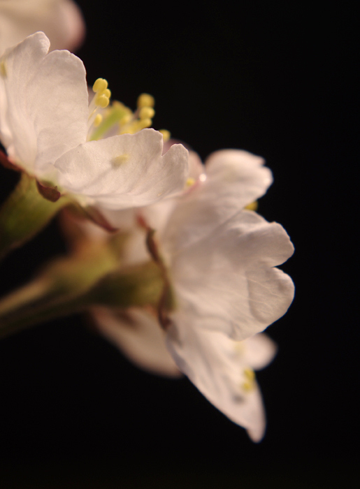 樱桃花开了