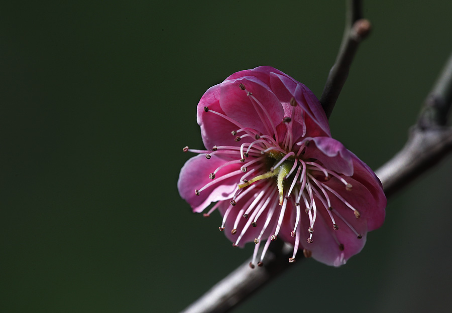 那时花开（不断添加中）