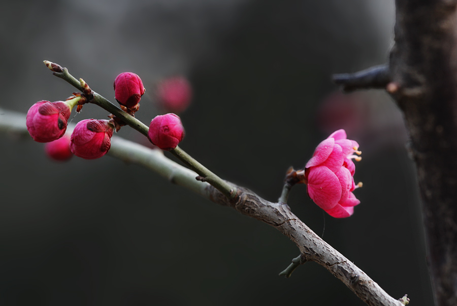 那时花开（不断添加中）