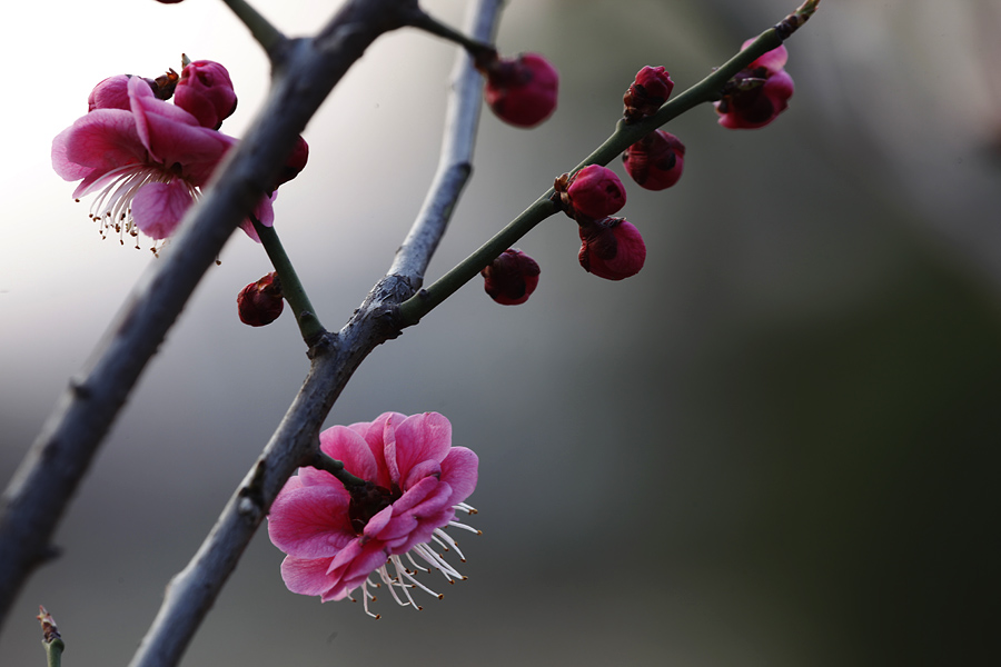 那时花开（不断添加中）