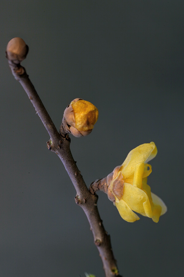 那时花开（不断添加中）