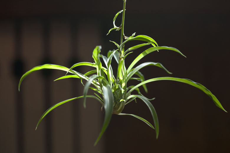 [原创]花草