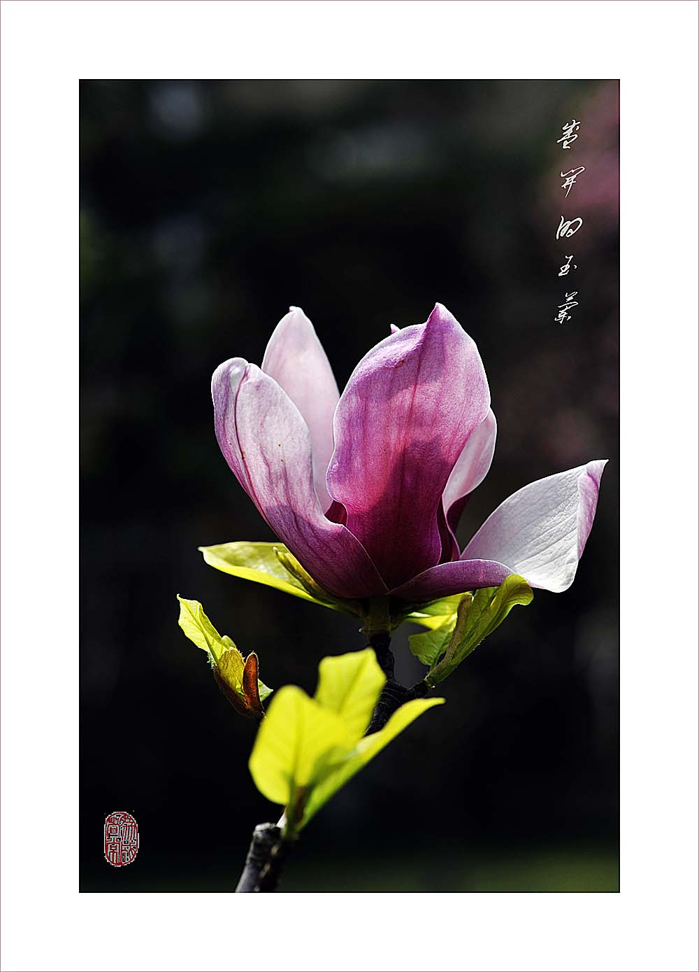 梅兰竹菊花卉帖