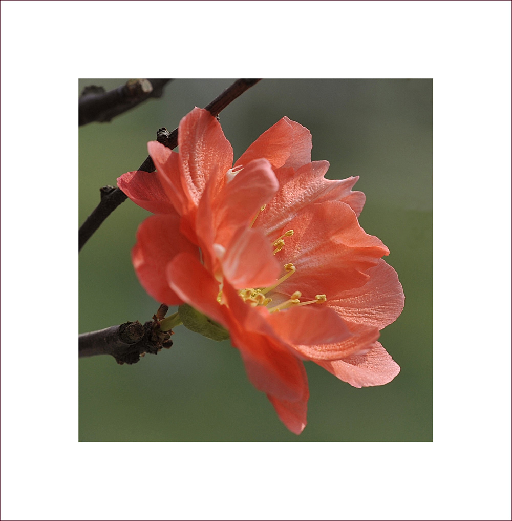 梅兰竹菊花卉帖