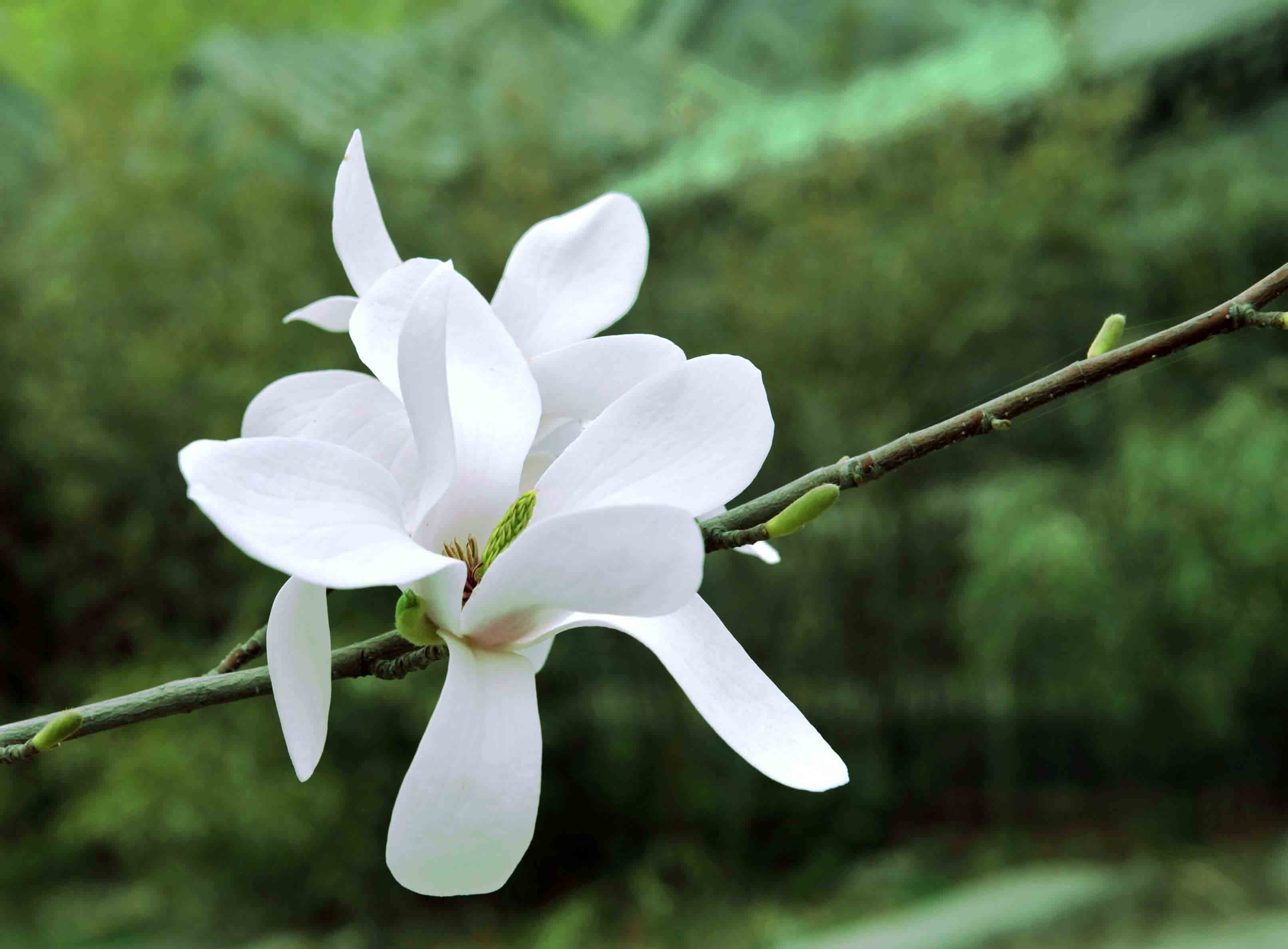 美哉，白玉兰、红玉兰、黄玉兰