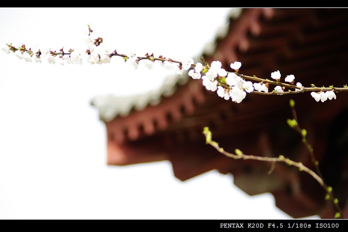 [原创]狗头随拍---戚城花开