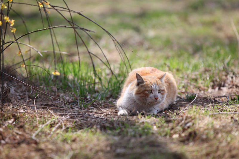 春天快乐的小猫！